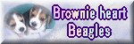 Brownie Heart Beagles